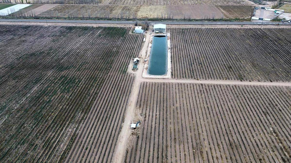 74 Has Carril Chimbas Pozo Nuevo, Goteo y Tela Antigranizo