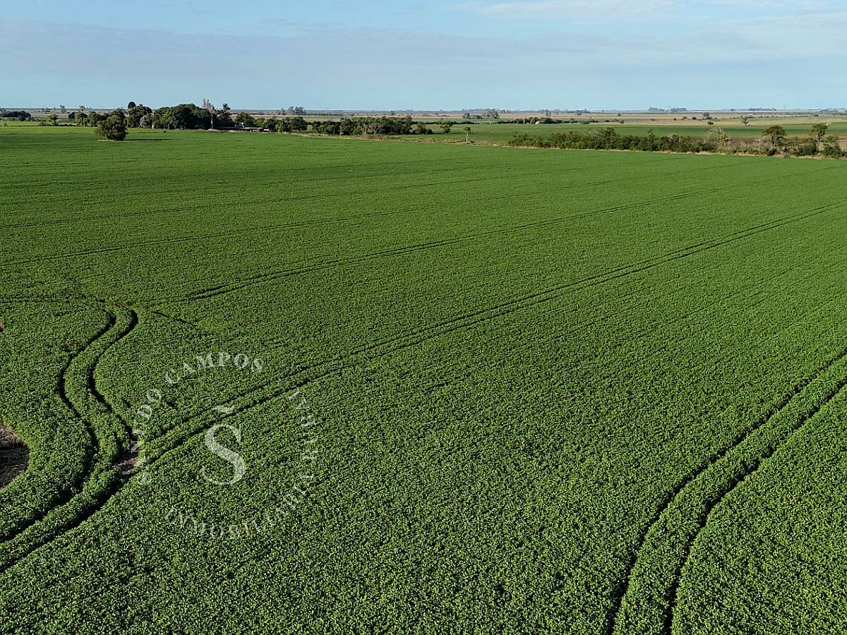 Campo 100% Agrícola. Dto. la Capital, Santa FE. 67 Has.