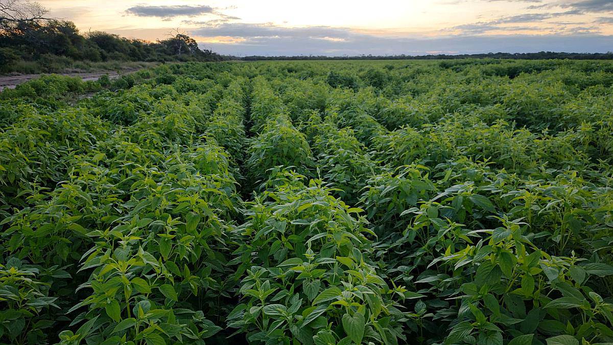 Vendo 3000 Ha Agricolas las Lajitas