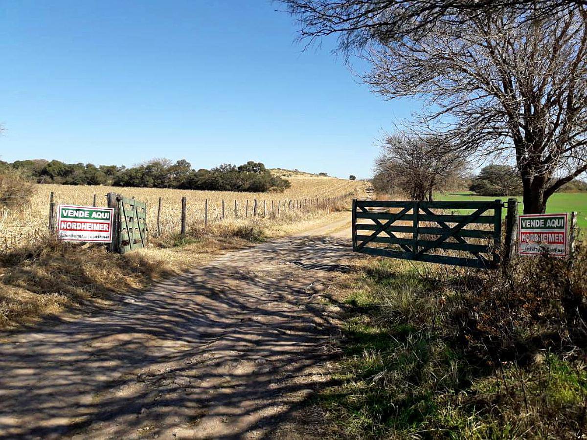 Campo Mixto 492 HA, Colon, Córdoba.