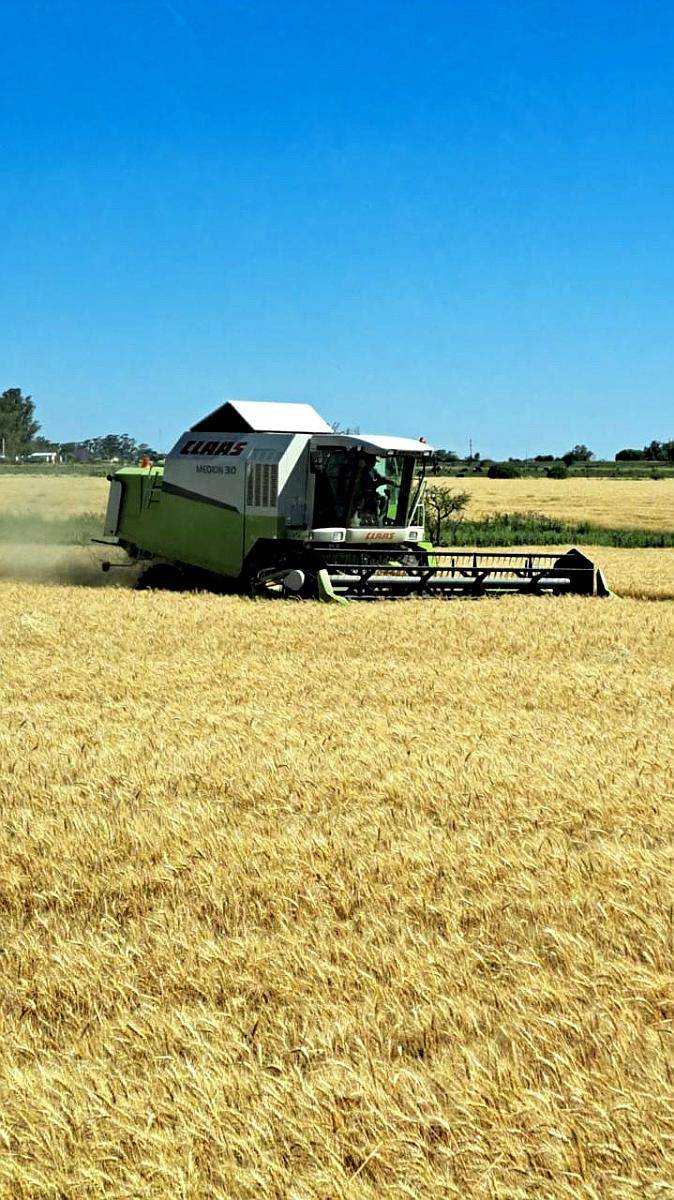 Cosechadora Claas Medion 310