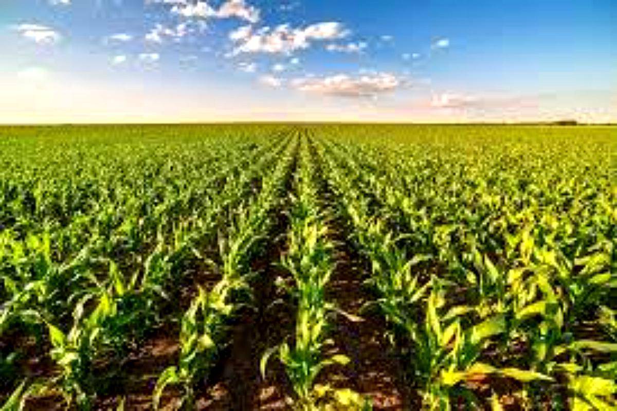 1100 Ha Sobre Ruta, Cercanas a Diego de Alvear