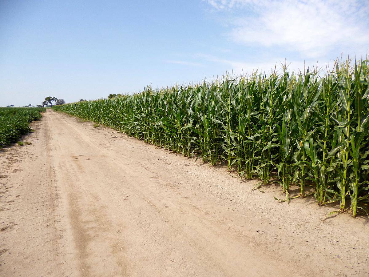 Campo en Venta, 519 Has. Bandera - Santiago del Estero.