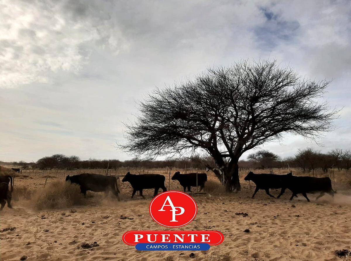 En Venta 3100 HA. Victorica, la Pampa