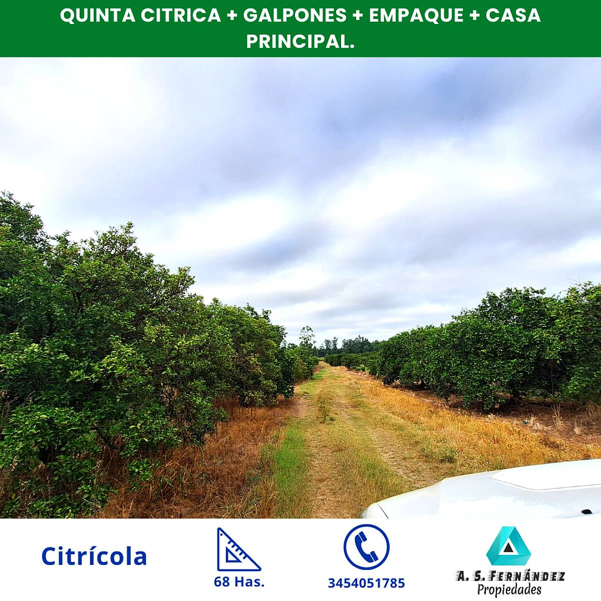 68 Has Qunta Cítrica, Galpones, Empaque, Casa Principal