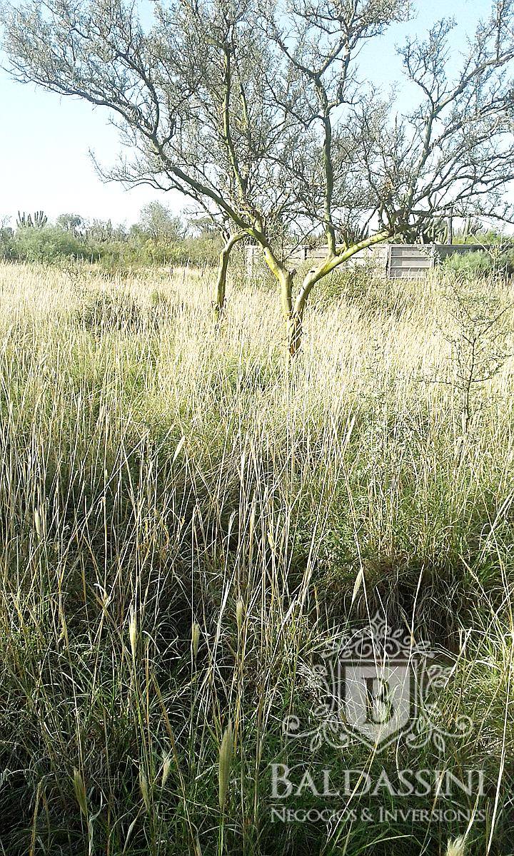 Campo Ganadero 5900 Has. Chañar. la Rioja