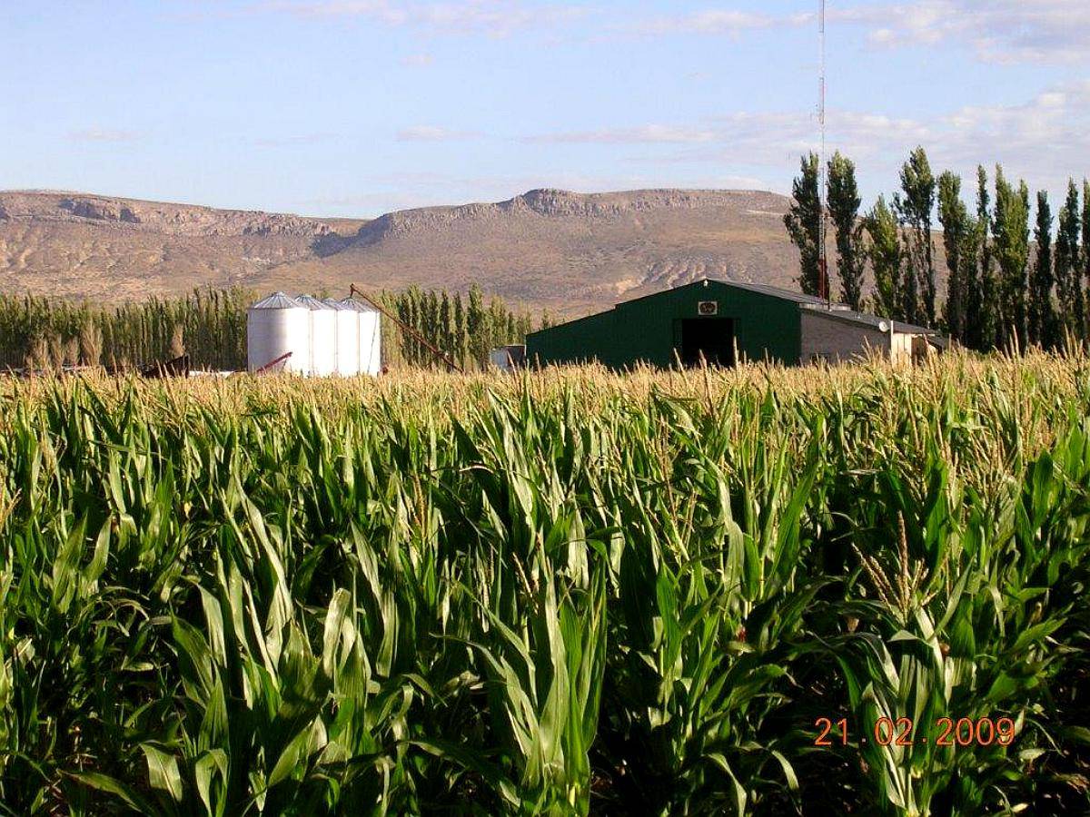 Excepcional Feed LOT en Neuquén 18 Ha