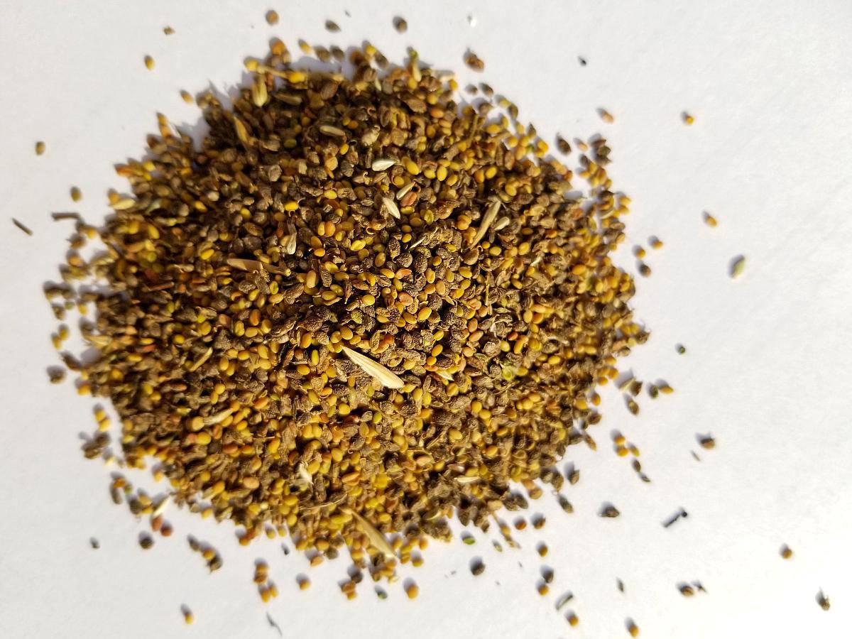 Semilla de Melilotus Alba