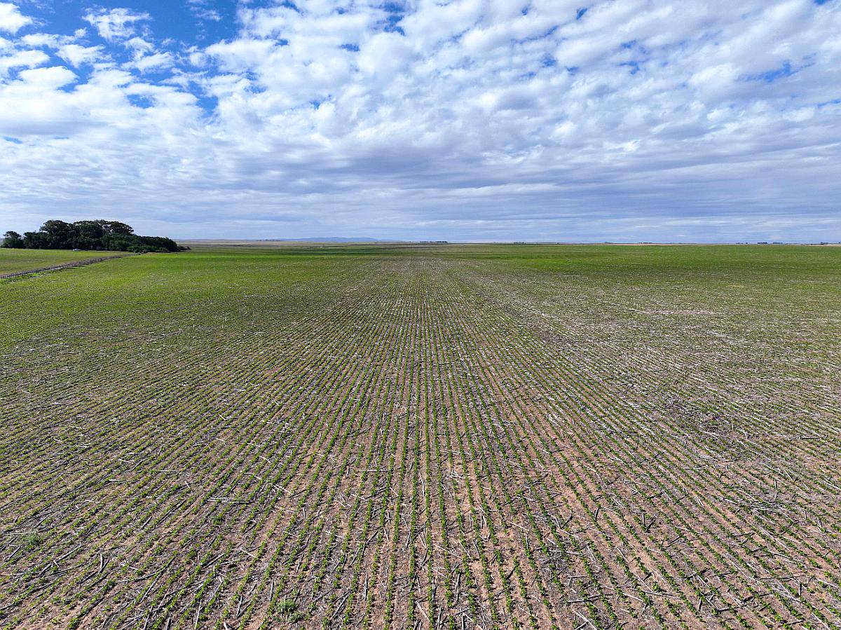 Pcia. de Cordoba - Sampacho 601 Has