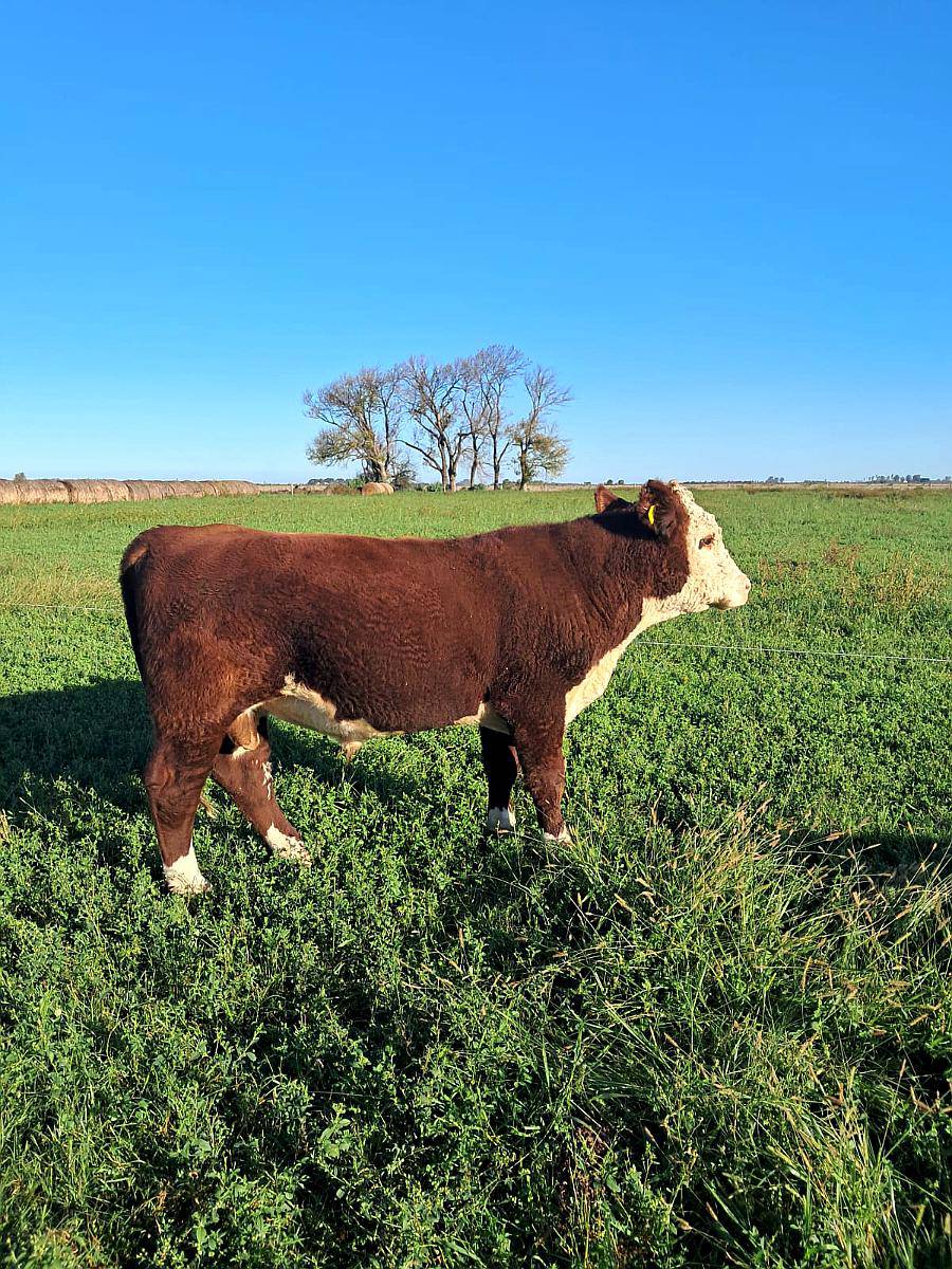 Toros Hereford Puro de Pedrigues