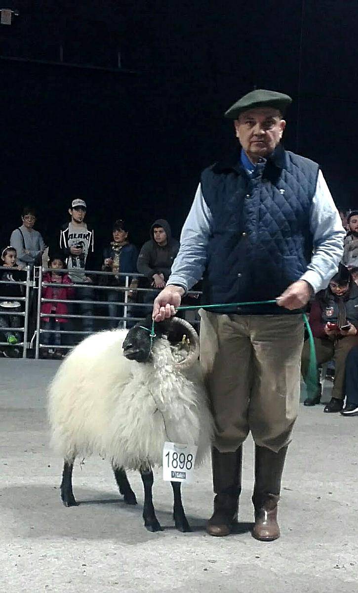 Scottish Black Face Ovinos