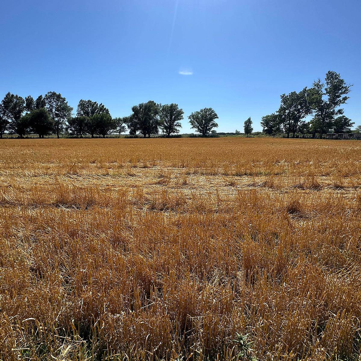 Campo Mixto de 250 Hectáreas