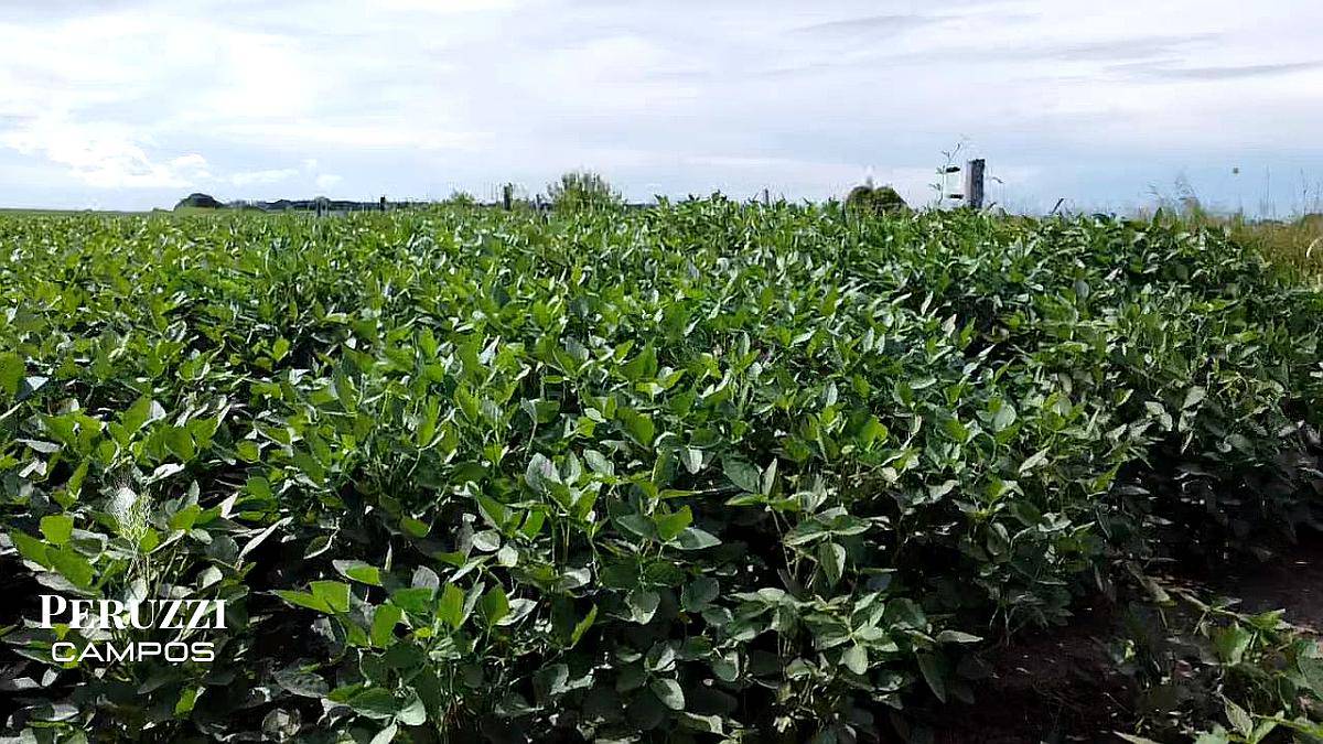 13 Has Agricolas en San Genaro. Suelo Clase 1 - IP 82%