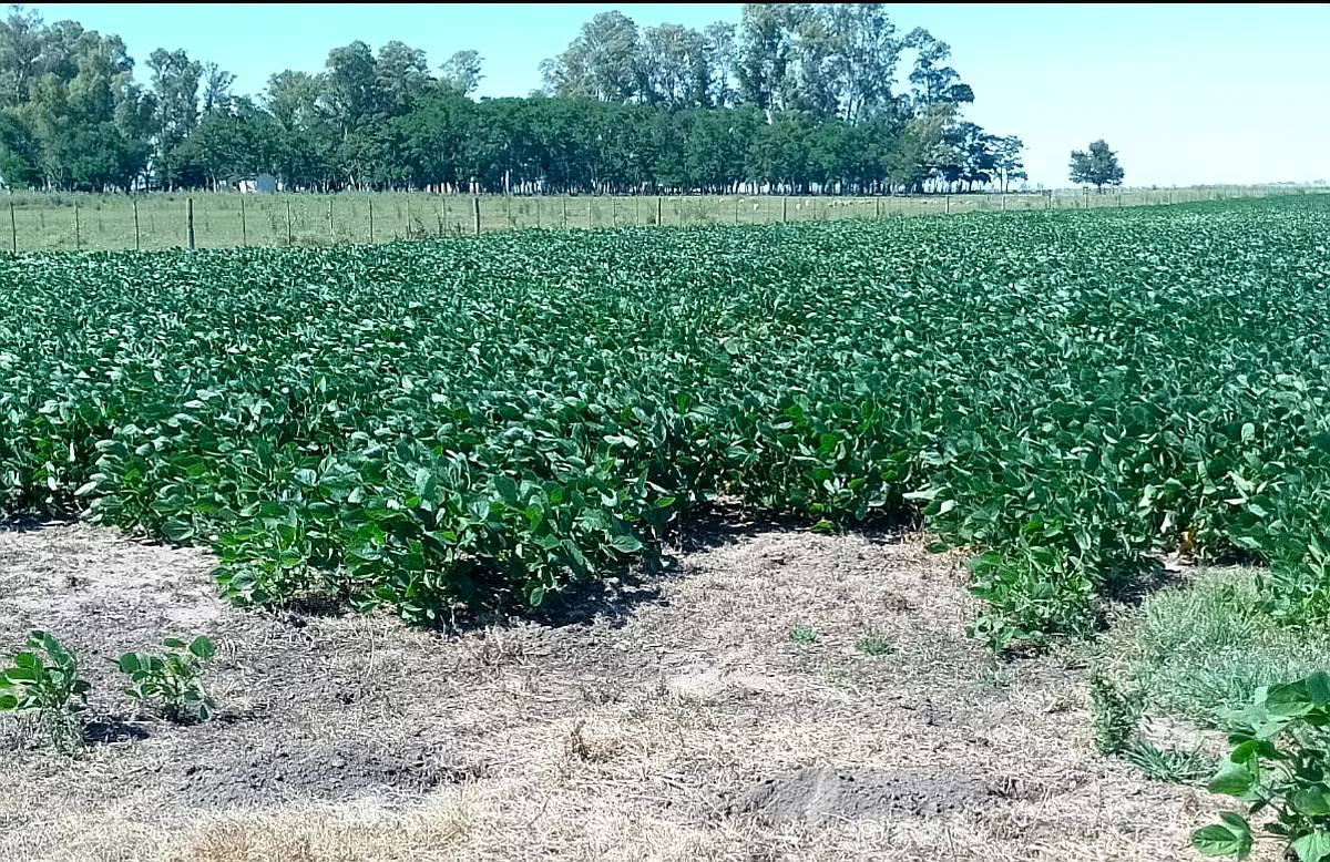 42 Ha Agricolas Venta Sobre Ruta Saladillo