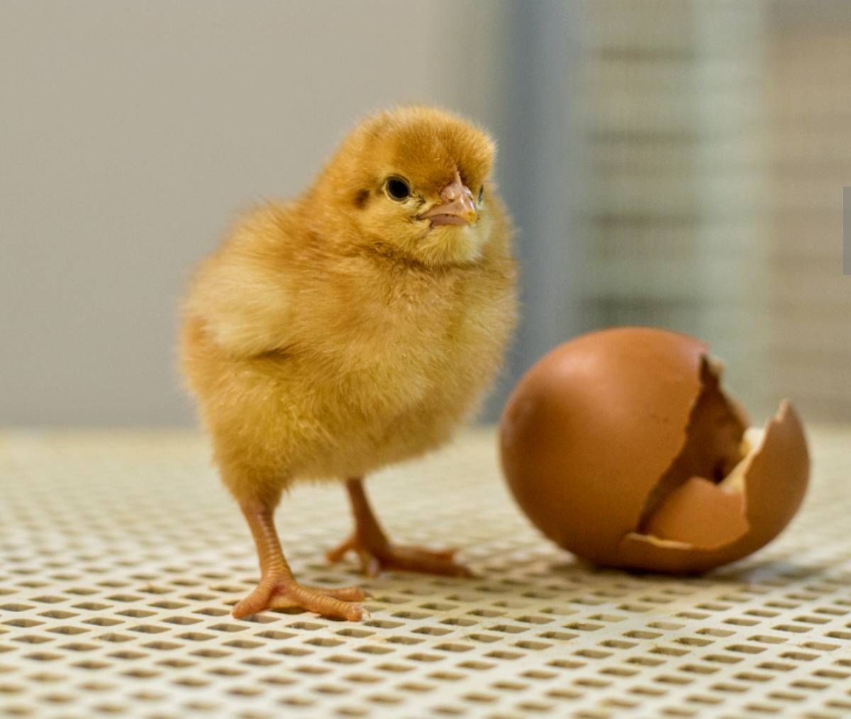 Vendo Ponedoras BB Brown Nick (colorada).