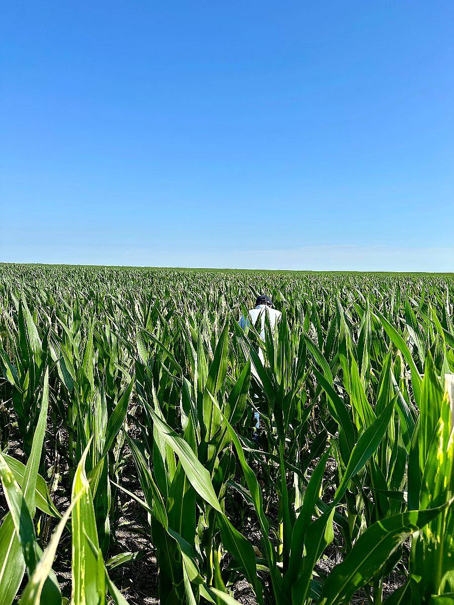 1000 Has Mixtas Salliquelo