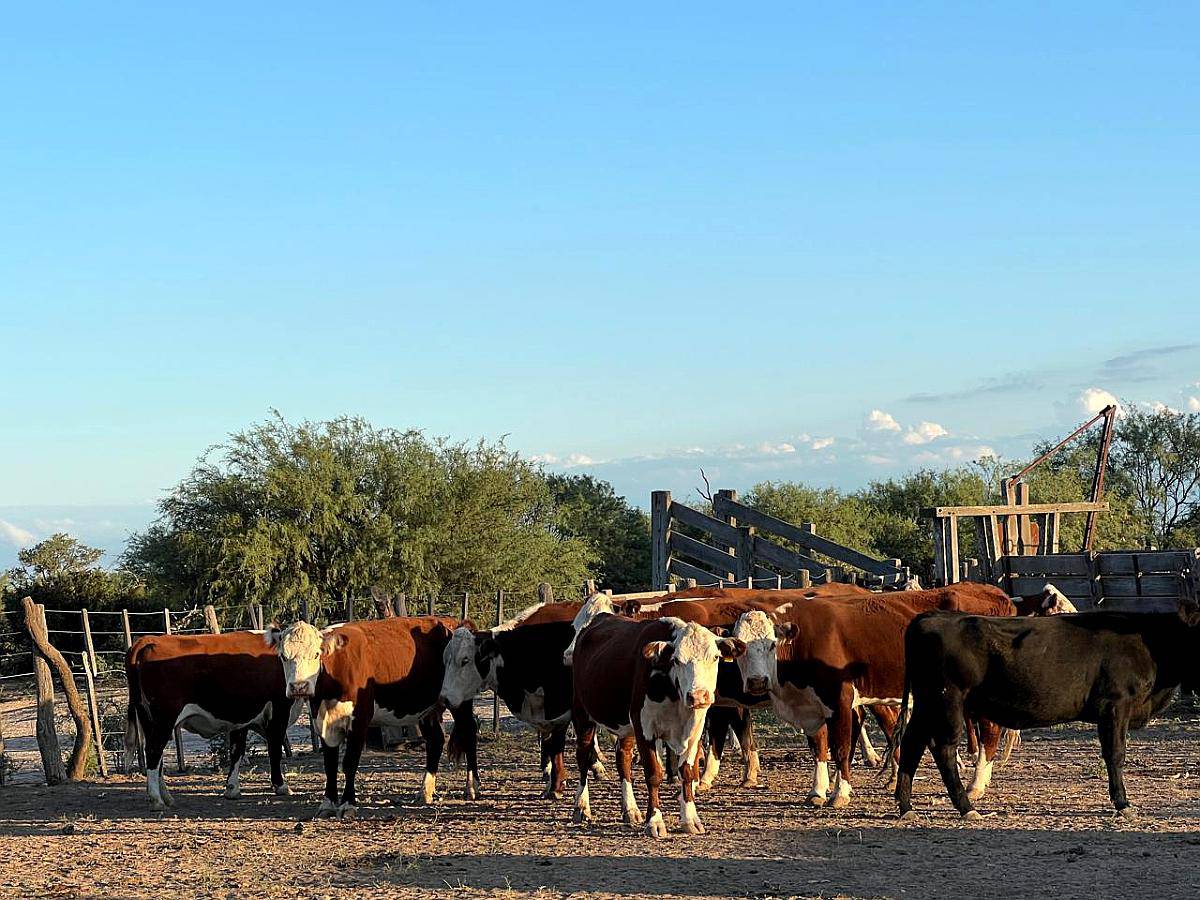 San Geronimo 5.000 Has Ganaderas