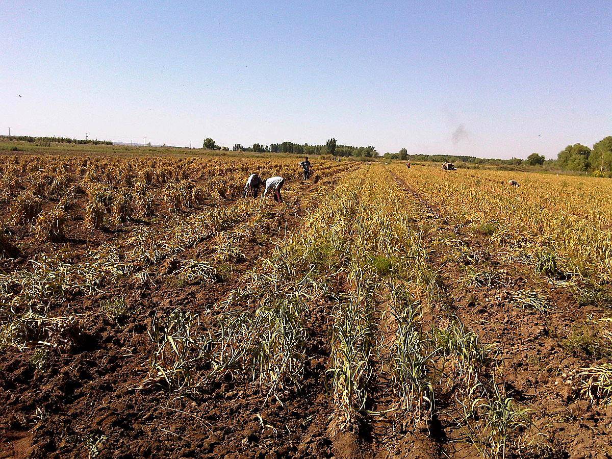 Finca San Carlos Mendoza Vendo