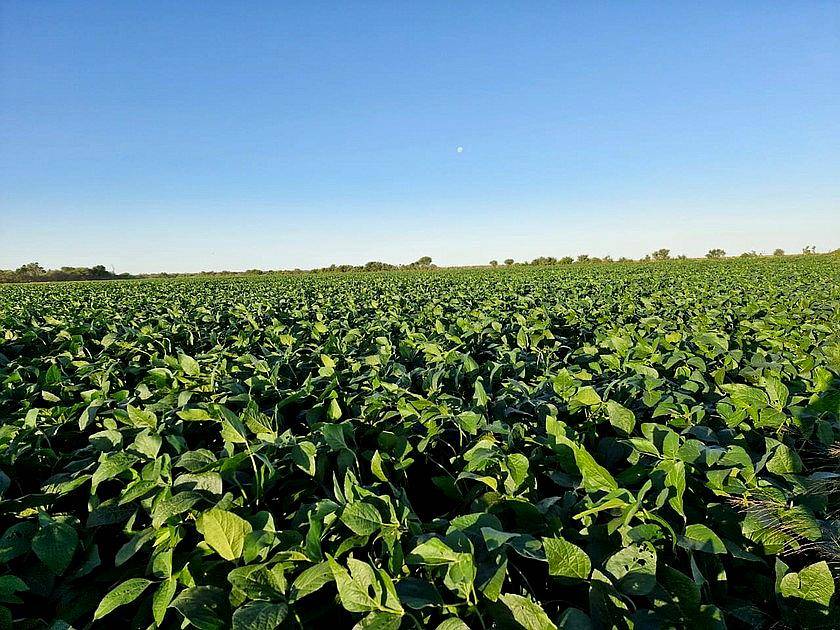 Excepcional Estancia Agrícola 3580 HA. Premium en Quimili