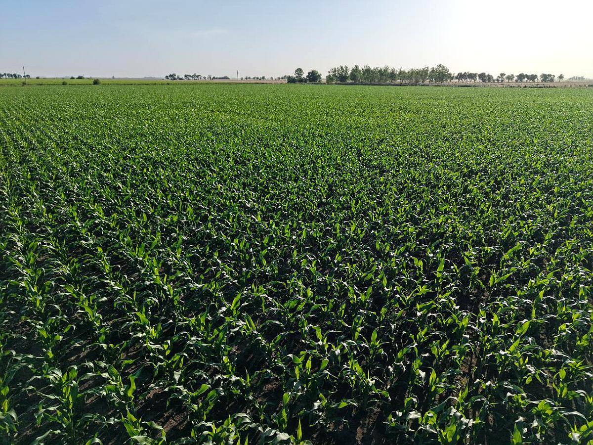 260 HA. Agricola. Depto San Martin (santa FE)