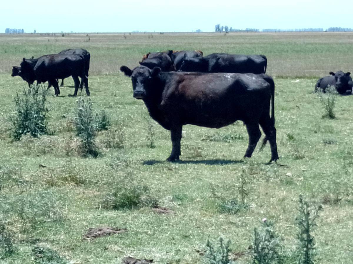 Alquilo Campo Ganadero en Pila