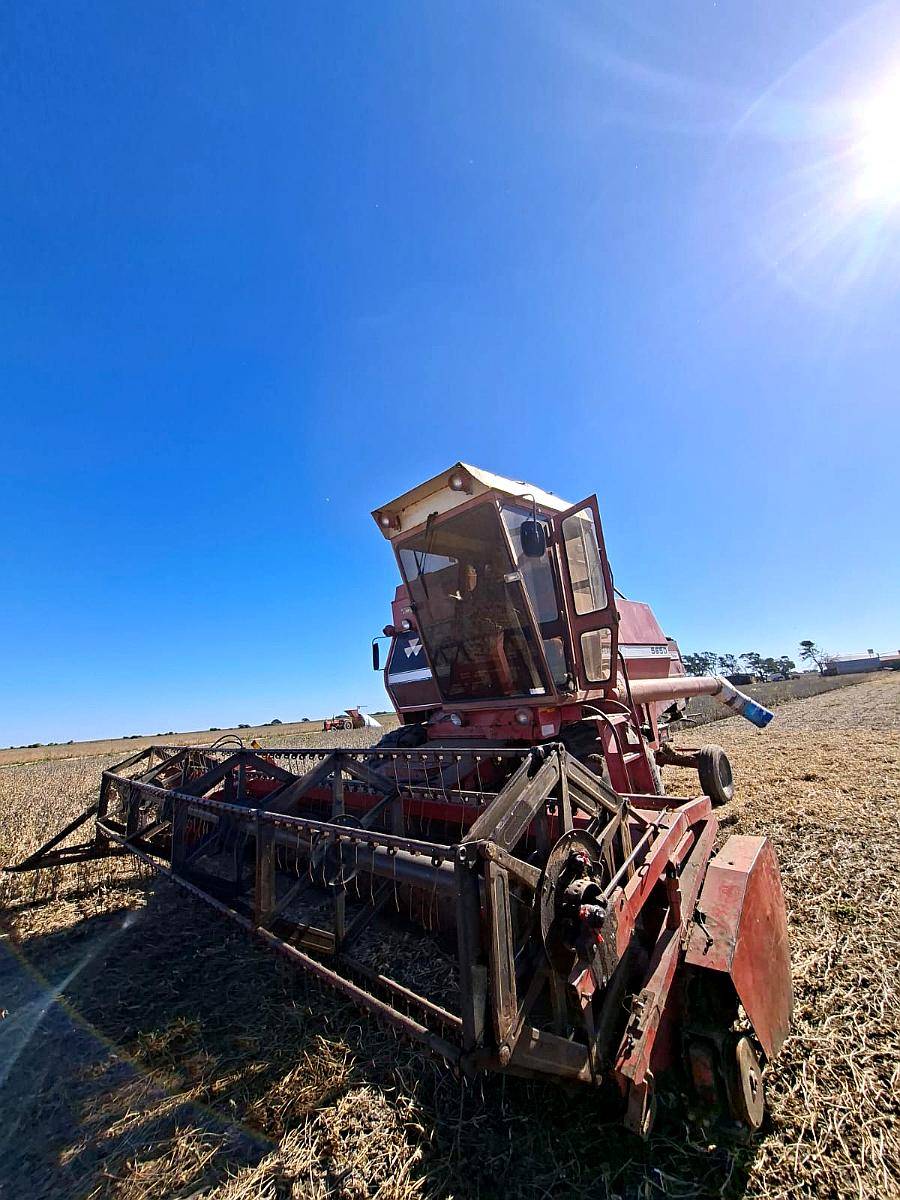 Cosechadora Massey Ferguson 5650