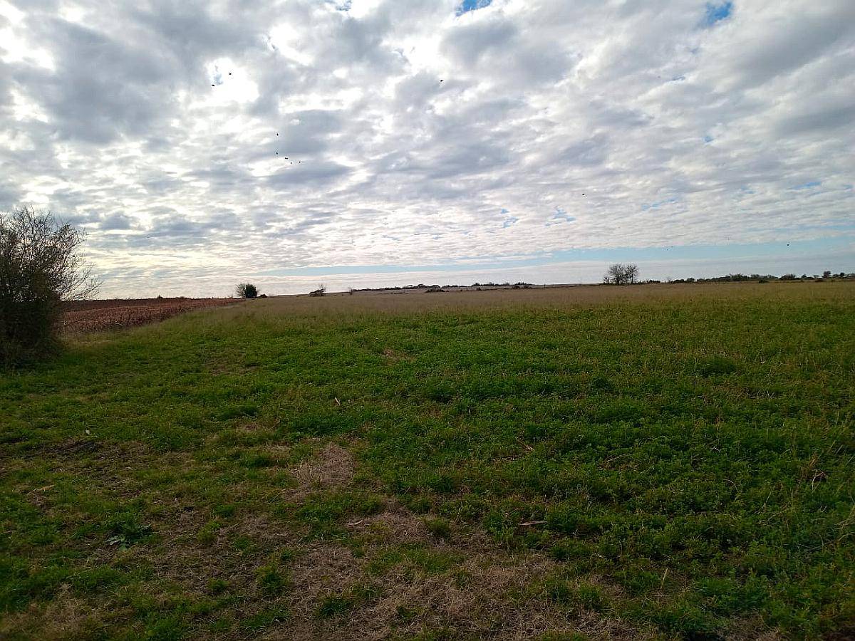 165 Ha Guardamontes. Buen Acceso. Campo Mixto