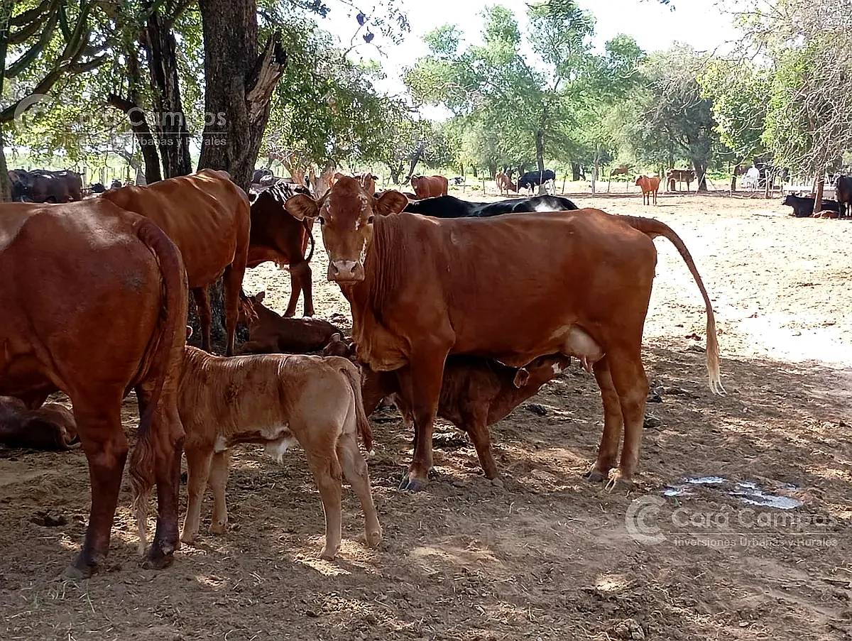 Campo en 4000 HA. Ganadero, Armado, con Todas las Intalacion