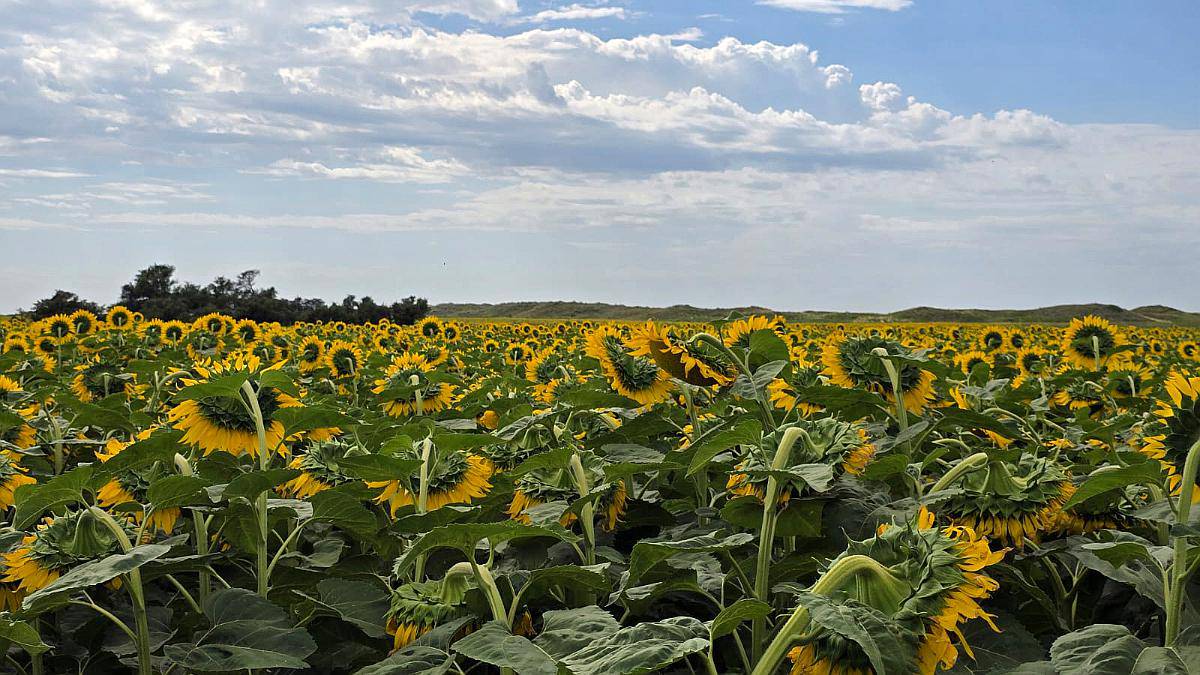1100 Ha Sobre Ruta Campo Agrícola SUR de Villa Mercedes