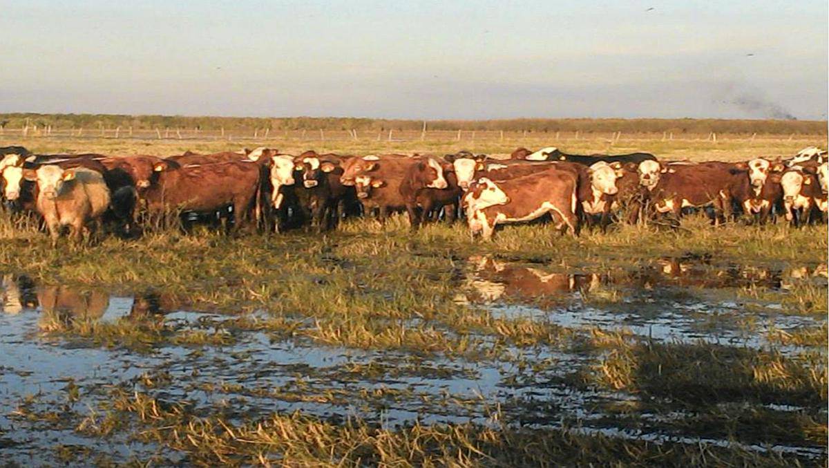 Gran Campo Ganadero 8000 Has Abundante Agua y Pasturas