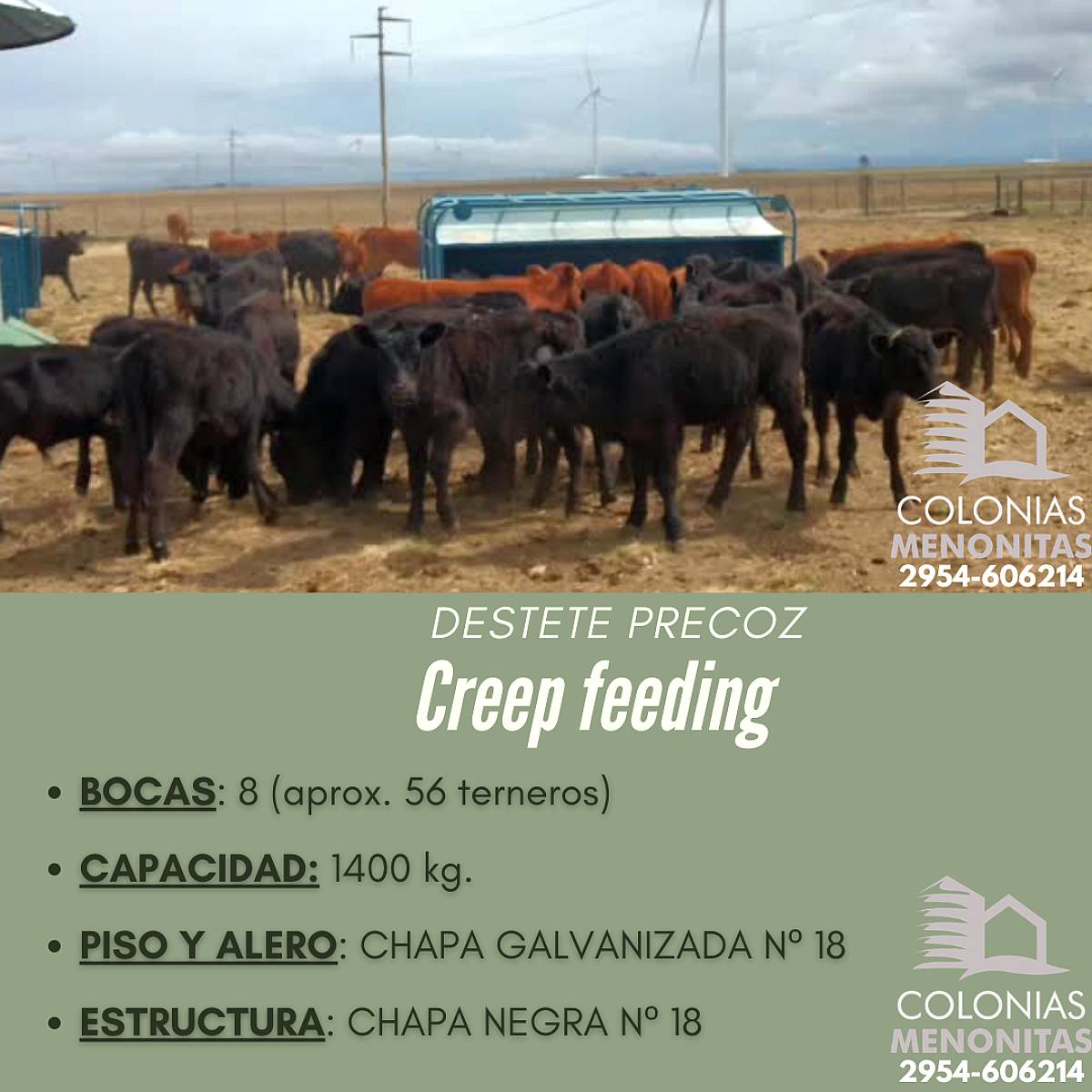 Creep Feeding para Destete Precoz- Colonias Menonitas