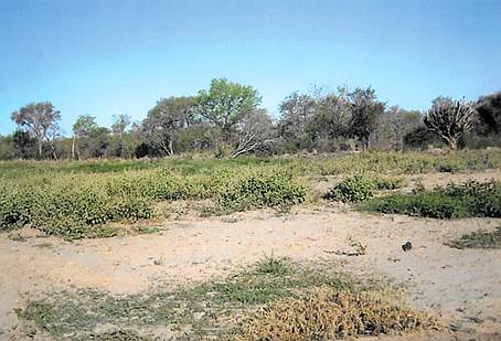 Campo Mixto, 5000 + 2777 Ha Garza, SGO del Estero