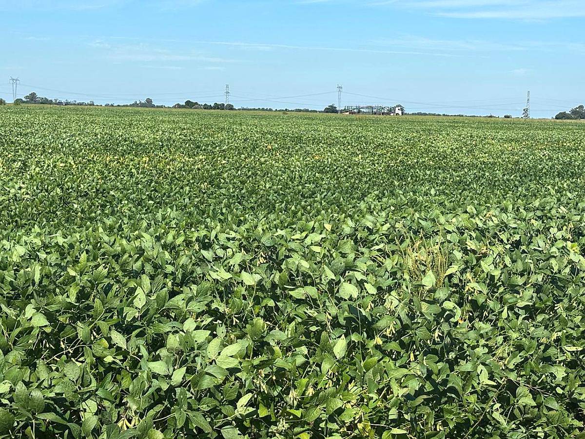 Dueño Vende Campo para Cultivo Entre Fighiera y Arroyo Seco