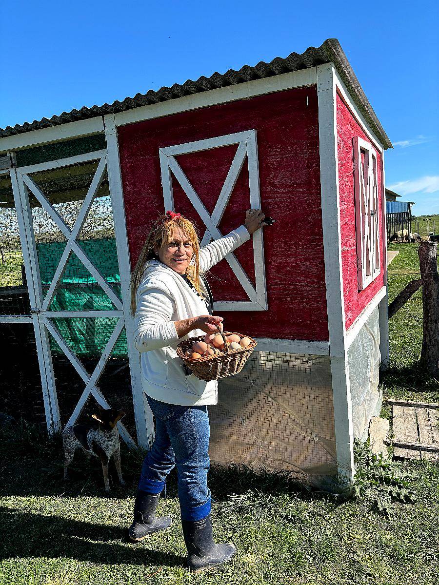 Galllinas de Campo Batarazas