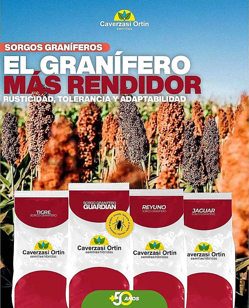 Sorgos Graniferos, Doble Propósito y Forrajeros