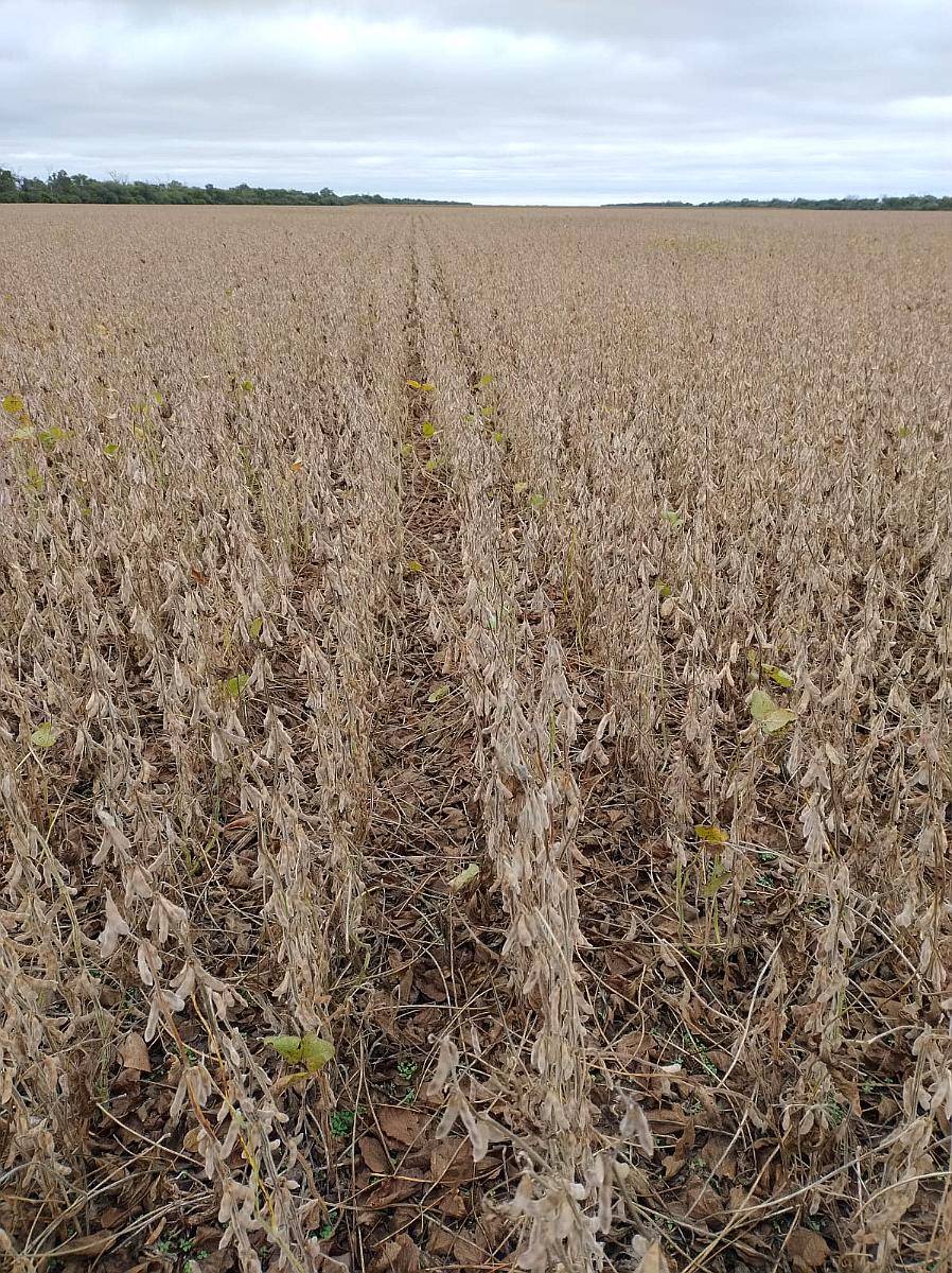 Vendo 600 Has de Campo Zona Vilelas