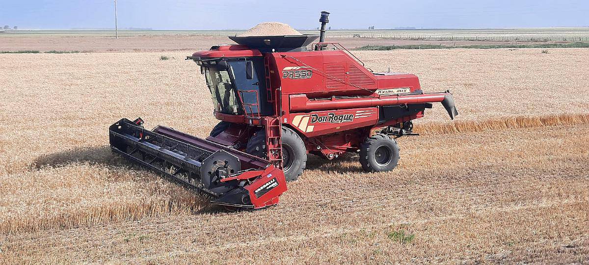 Vendo Don Roque 550 Axial MIX 2019