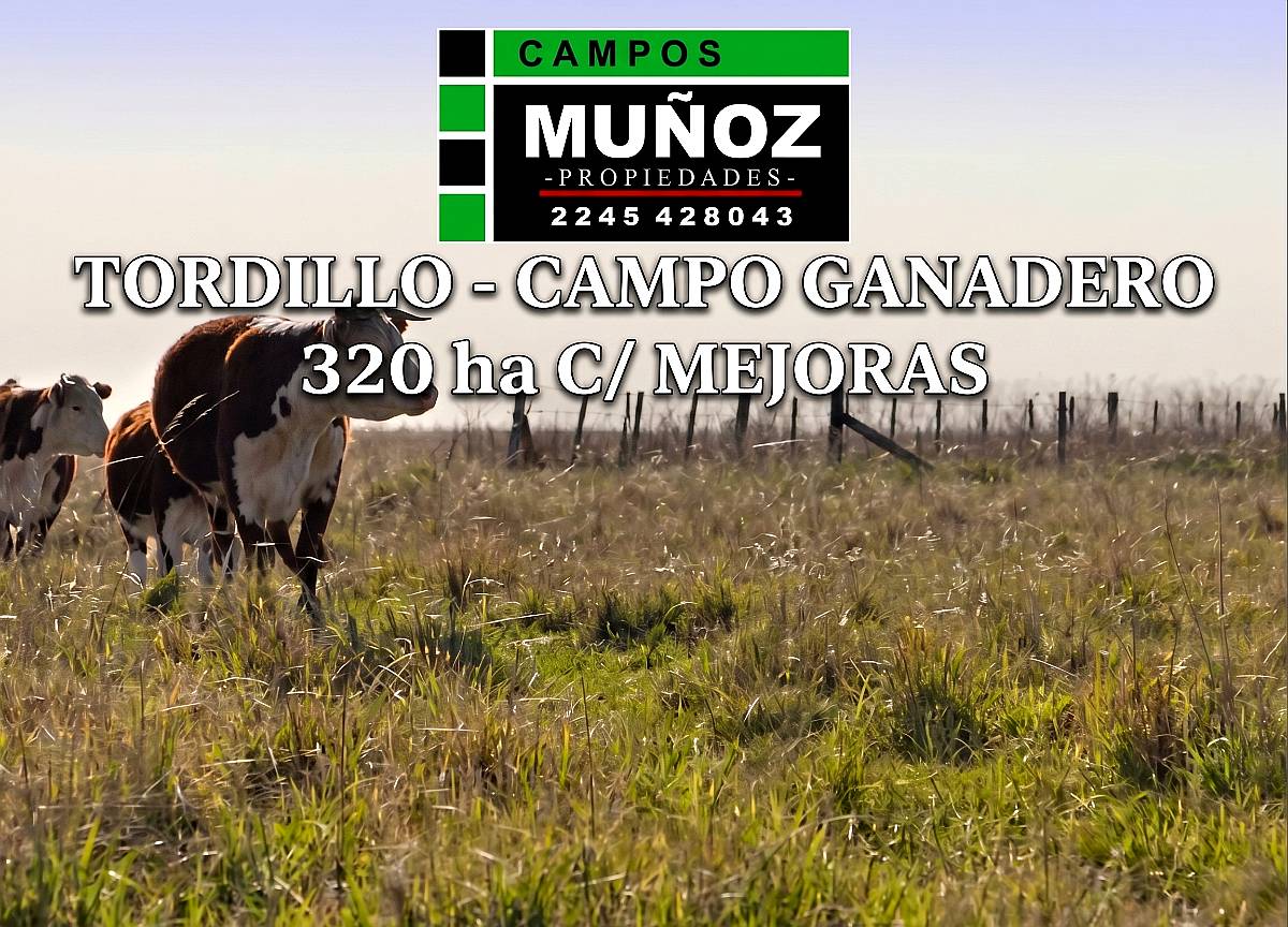 Tordillo Campo Ganadero C/ Mejoras