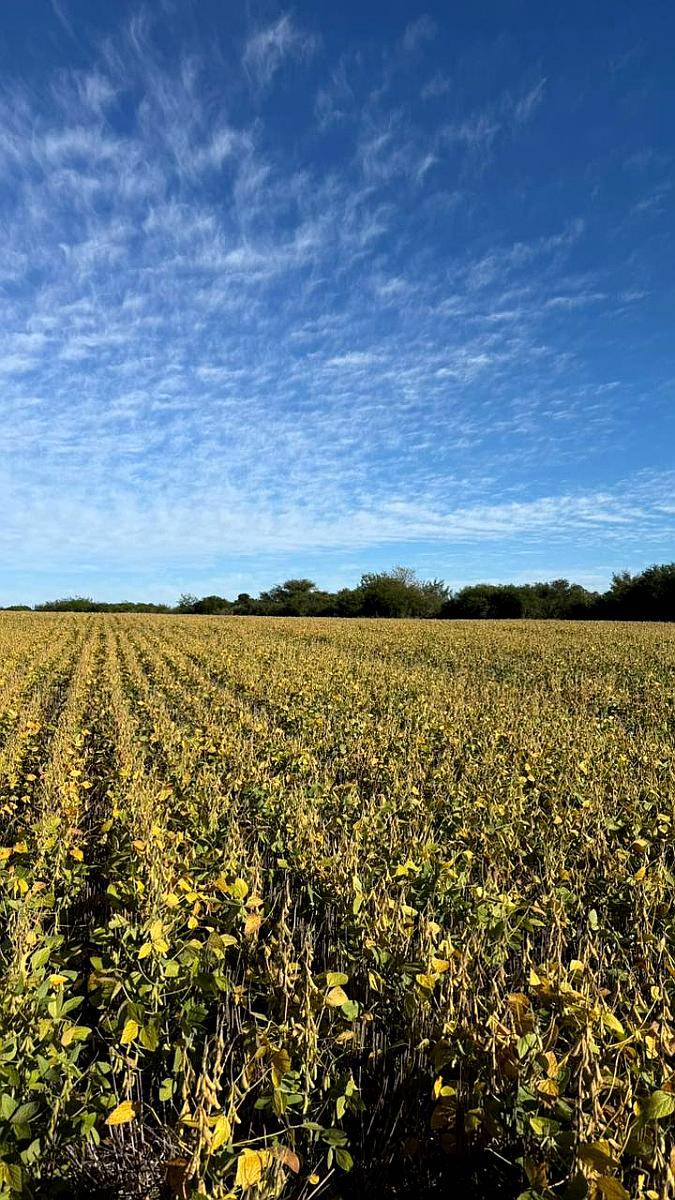 Campo 254 Heectareas Agricolas