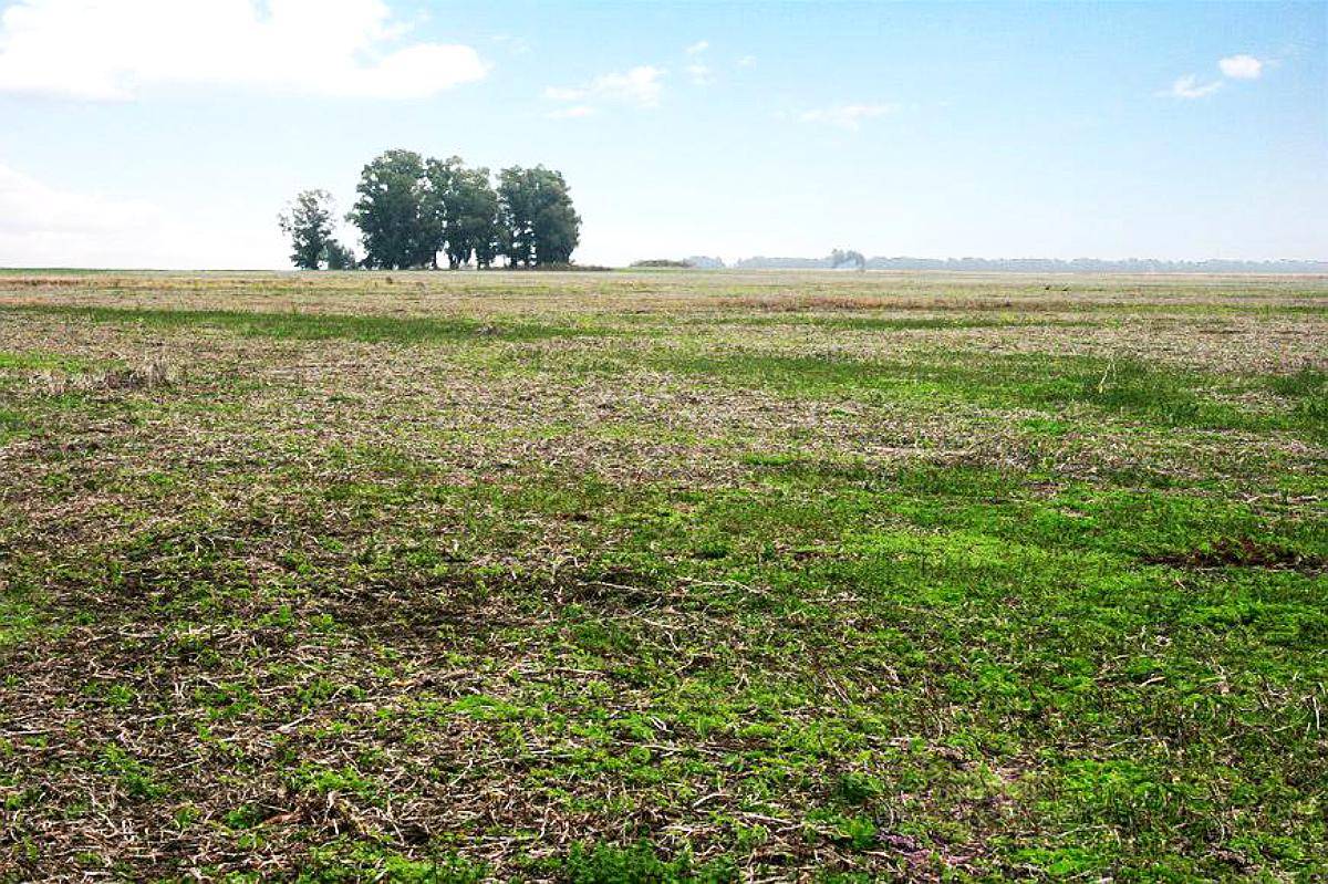 General Viamonte, Buenos Aires - 399 Ha