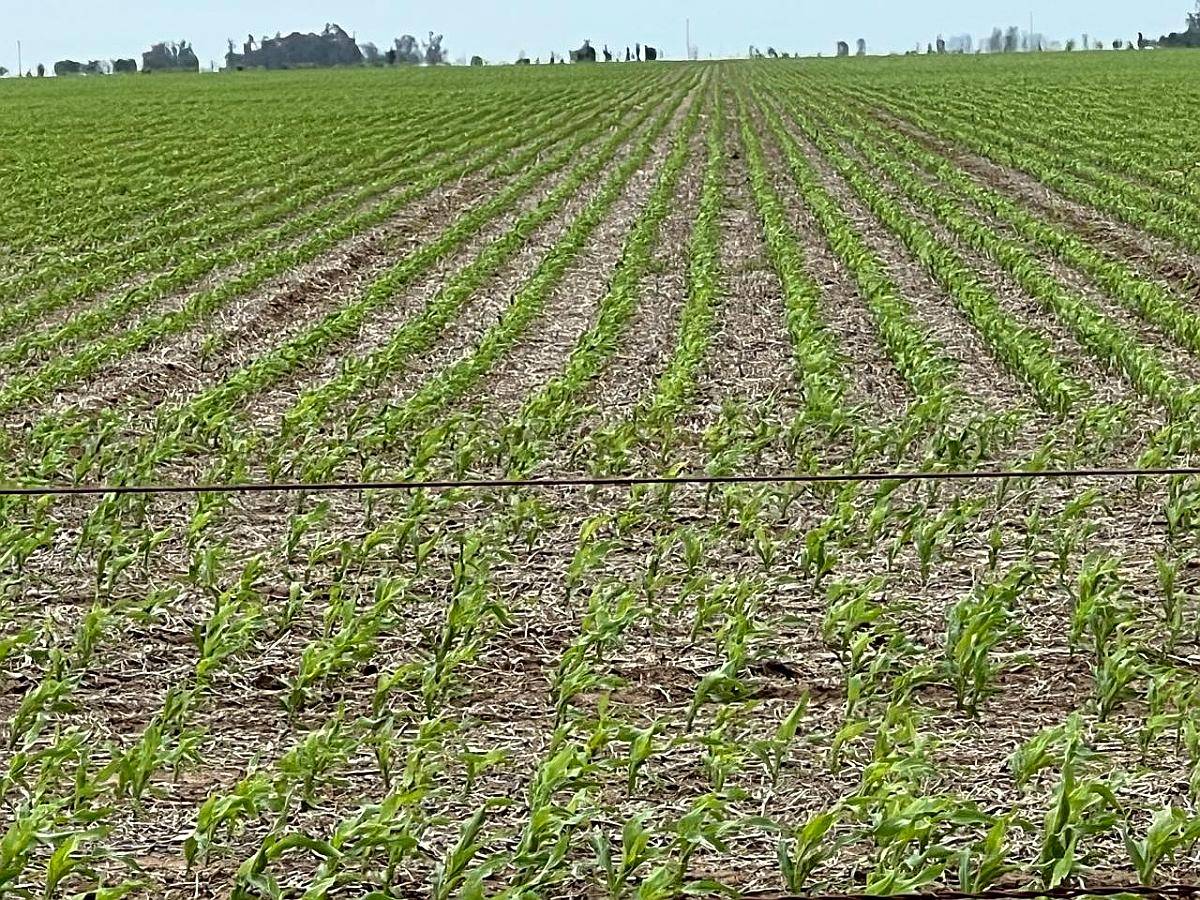 Rio Cuarto 525 Hectáreas a la Venta