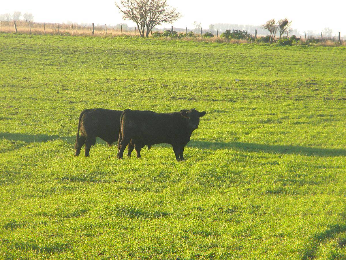 Venta 315ha en Rivera BS AS Mixto