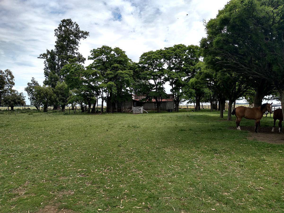 Ba3258 880 Has, Campo Ganadero Sobre Ruta en Gral Lamadrid