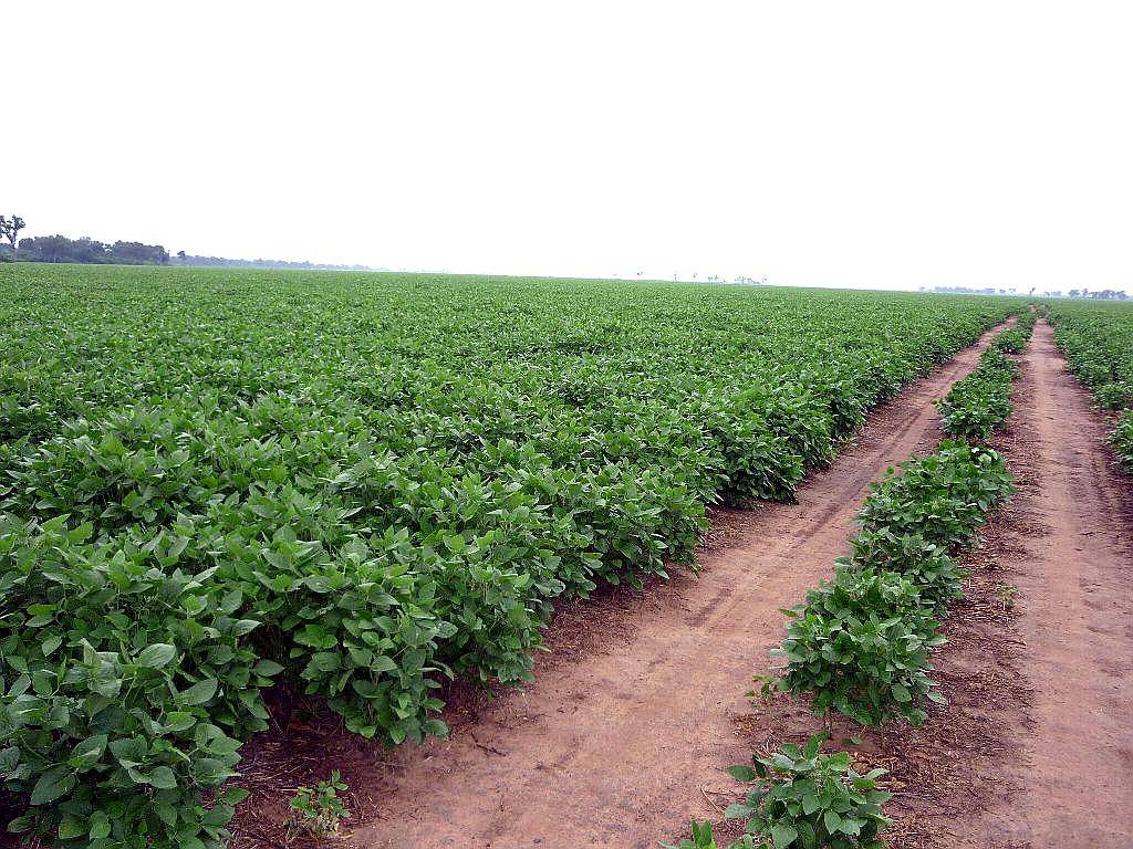 Campo Agrícola en Siembra Directa Excelente Zona de Chaco