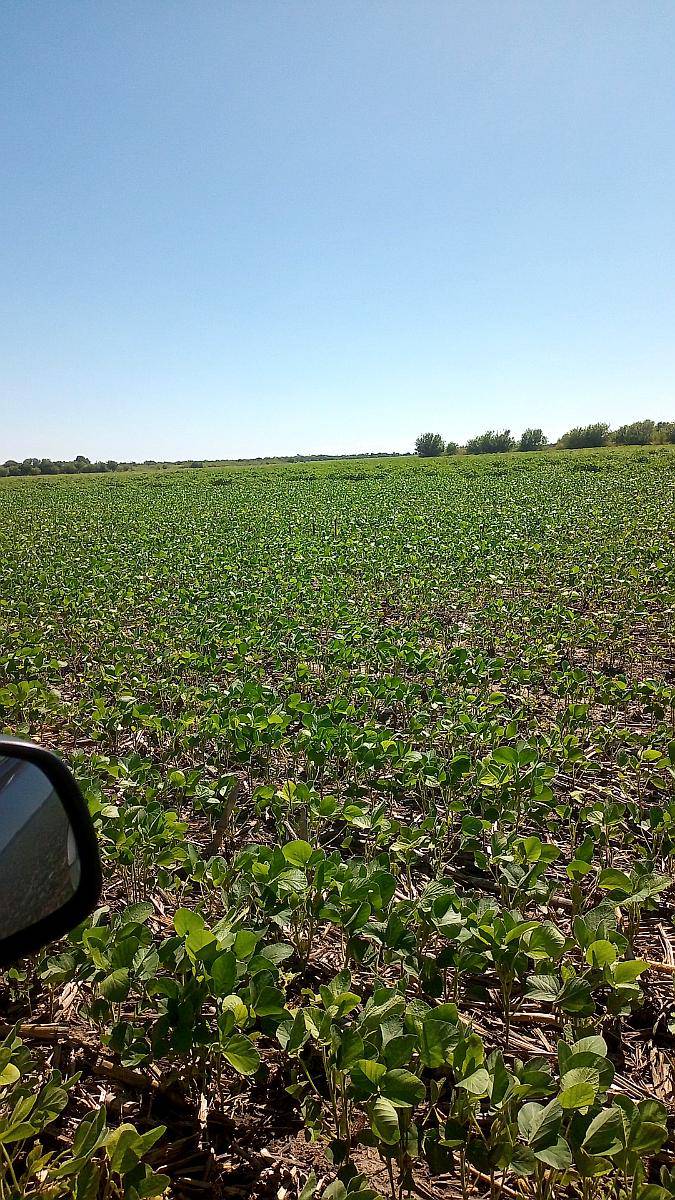 Campo de 1000 Has en el Norte de Santiago del Estero Agrícol