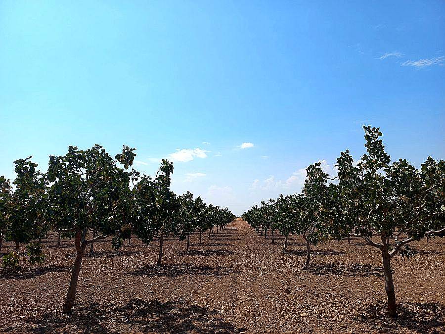 Venta Finca Produccion Pistachos Viñedos