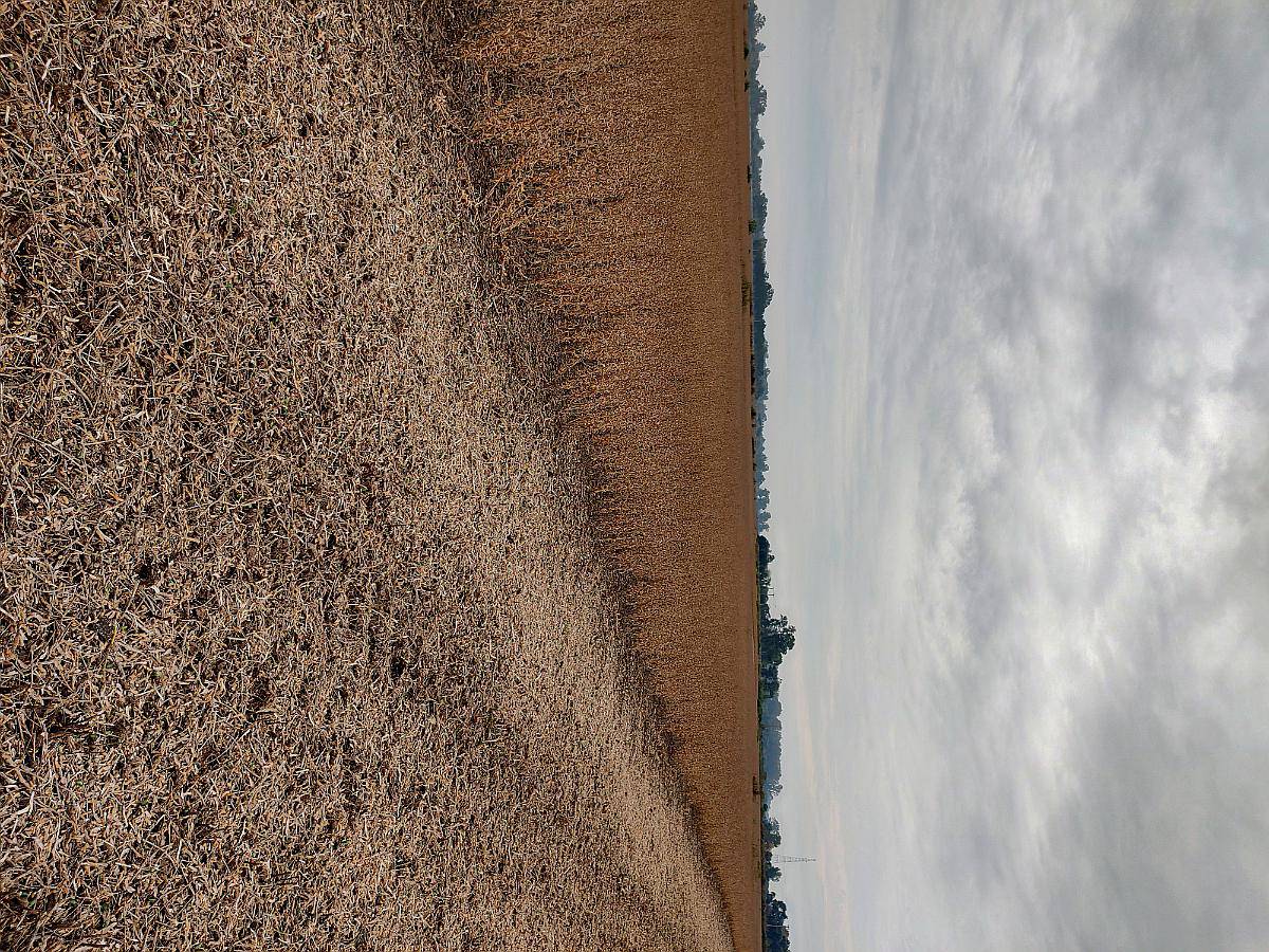 Se Buscan Campos en Alquiler