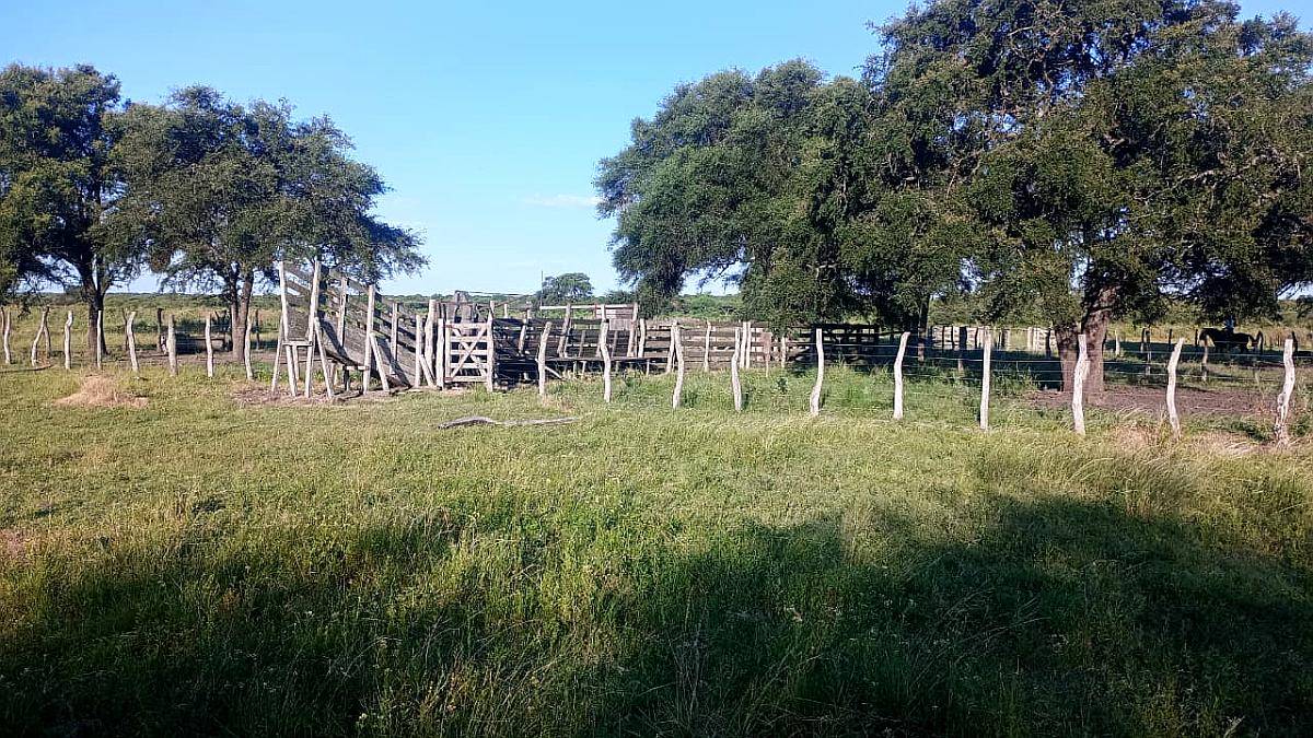 124 Ha Ganaderas. Campo Mixto. Zona Paraná