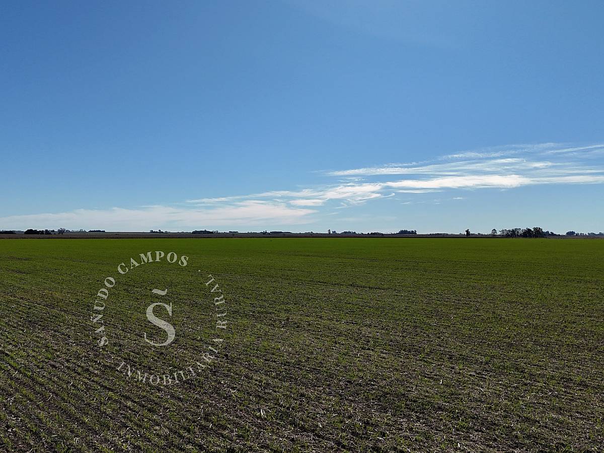 Zona Núcleo. Campo Agrícola. 40 Hectáreas.