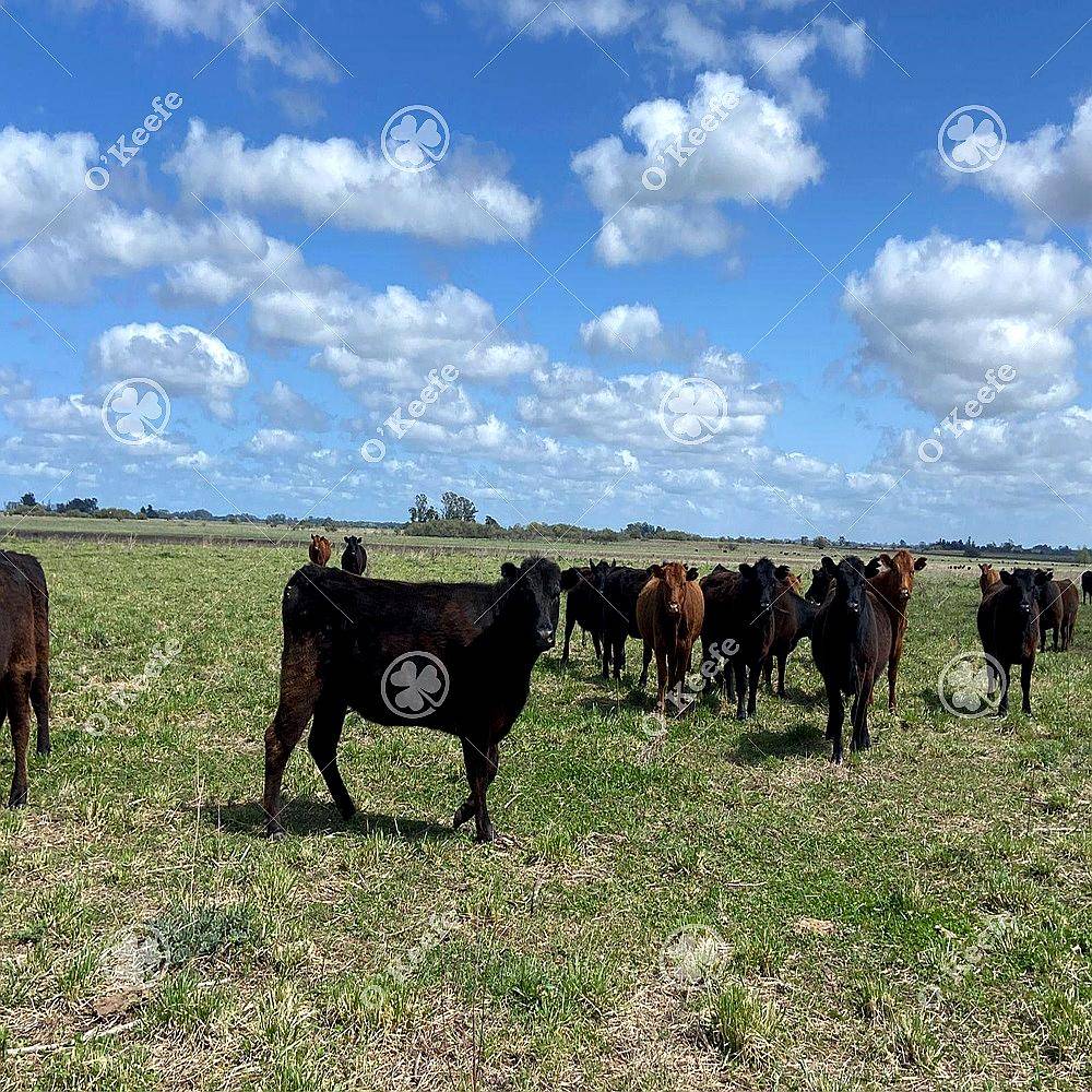 Campo en Venta de 450 Has en Magdalena. Mixto